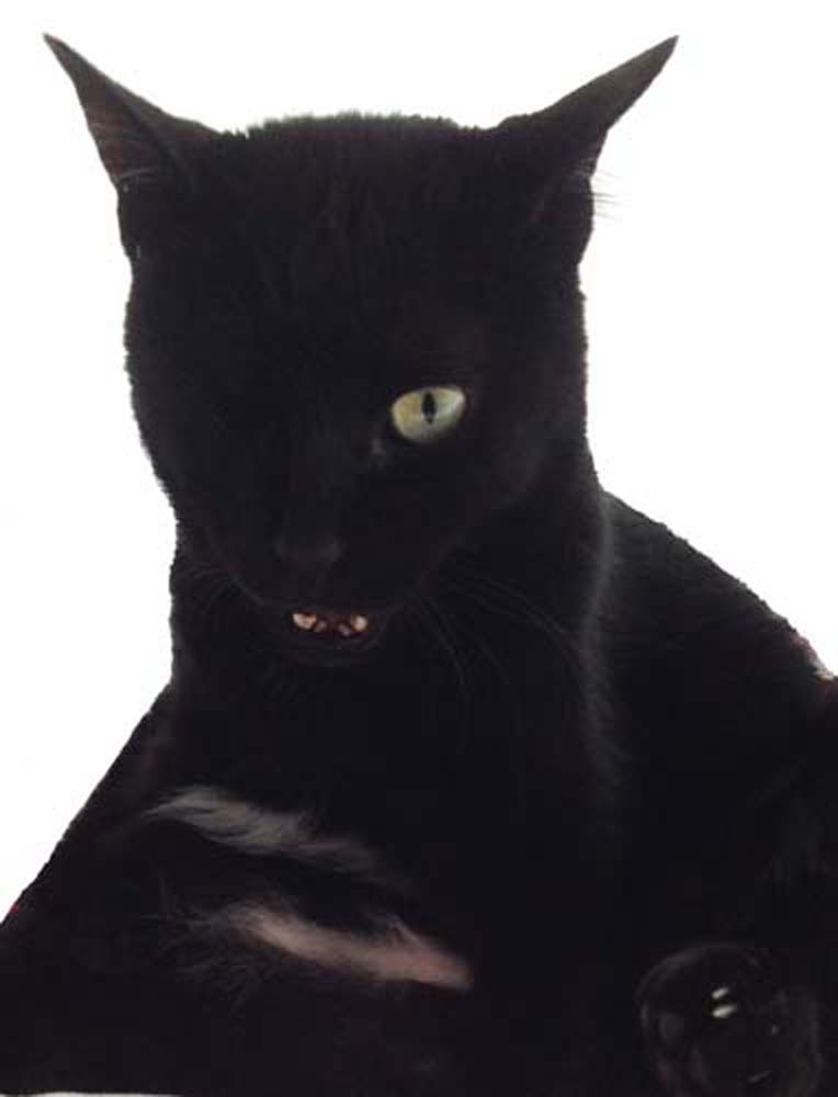 « Peu importe que le chat soit gris ou noir pourvu qu’il attrape les souris » pr