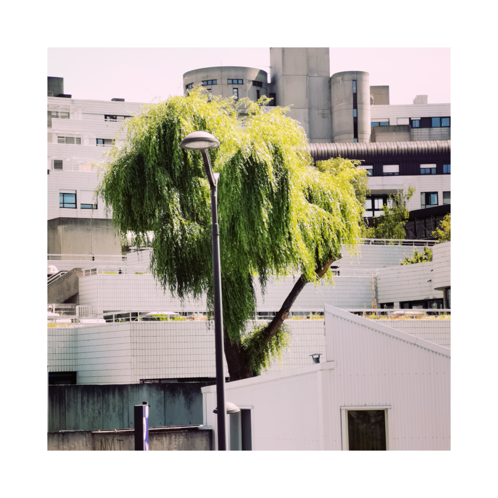 Le Saule, ou "L’arbre de Pierre"