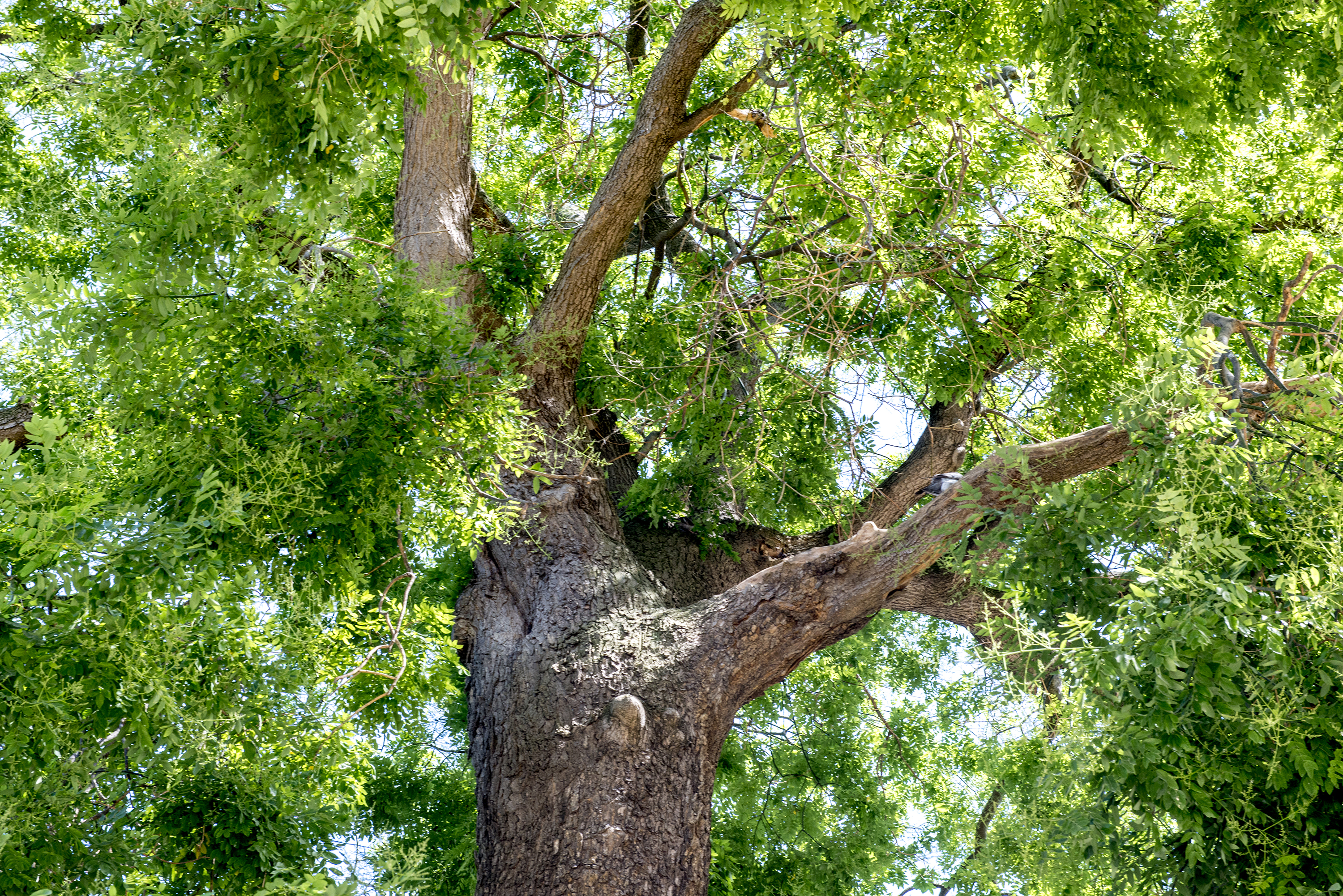 Le Sophora du Japon du Jardin des Plantes de Paris