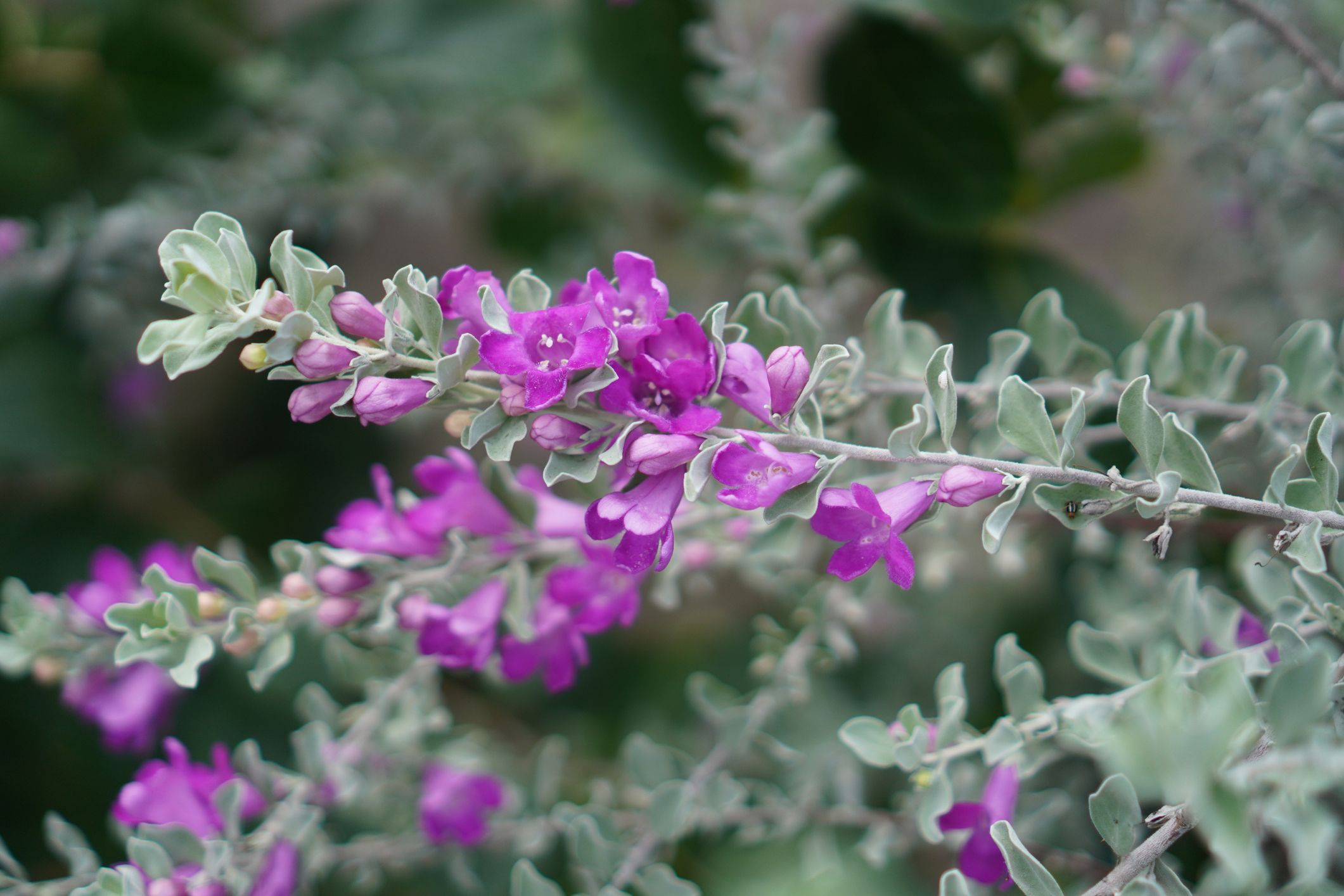 Leucophyllum Frutescens