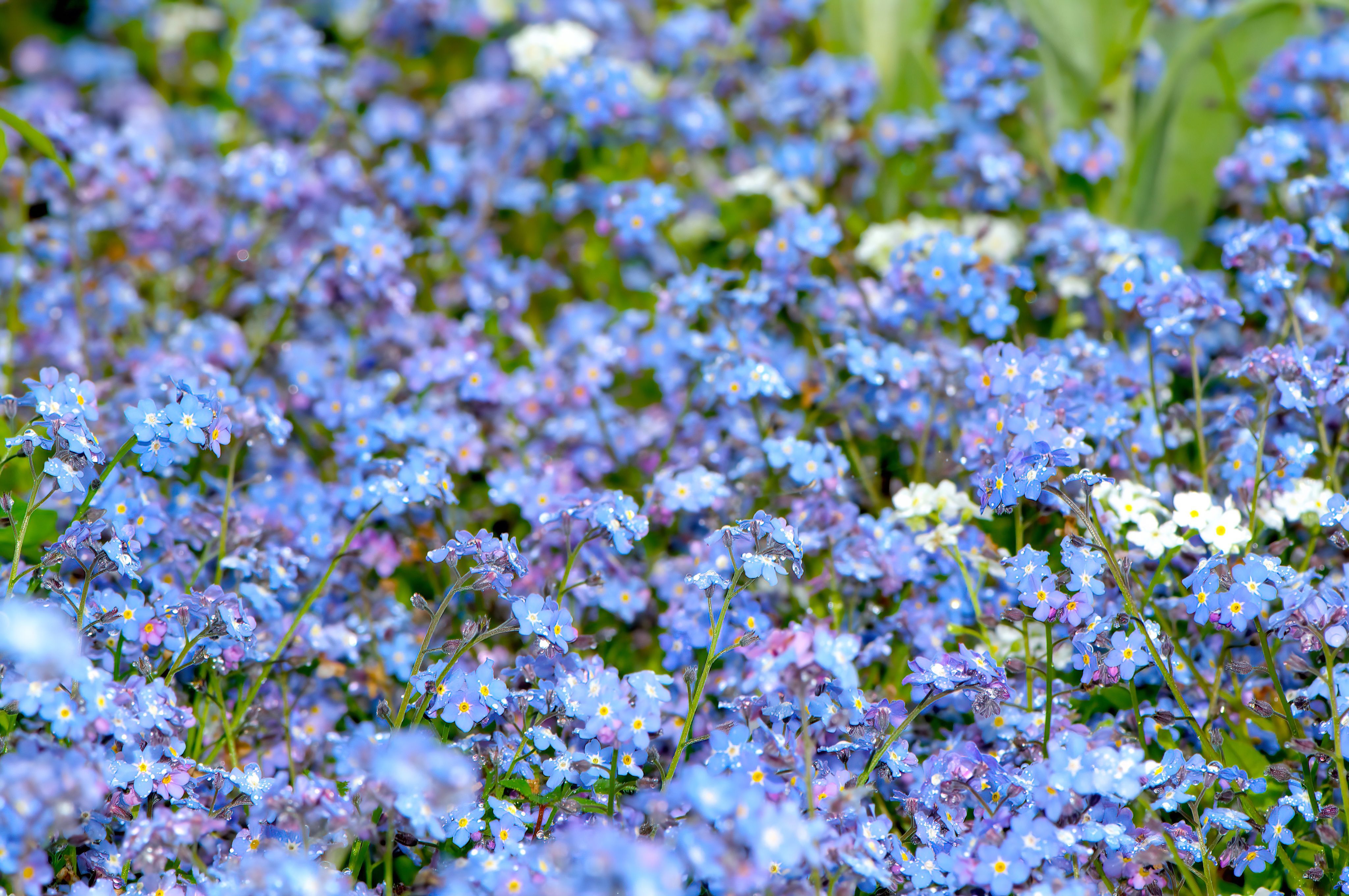 Parcelle colonisée de myosotis dans un jardin après une pluie.