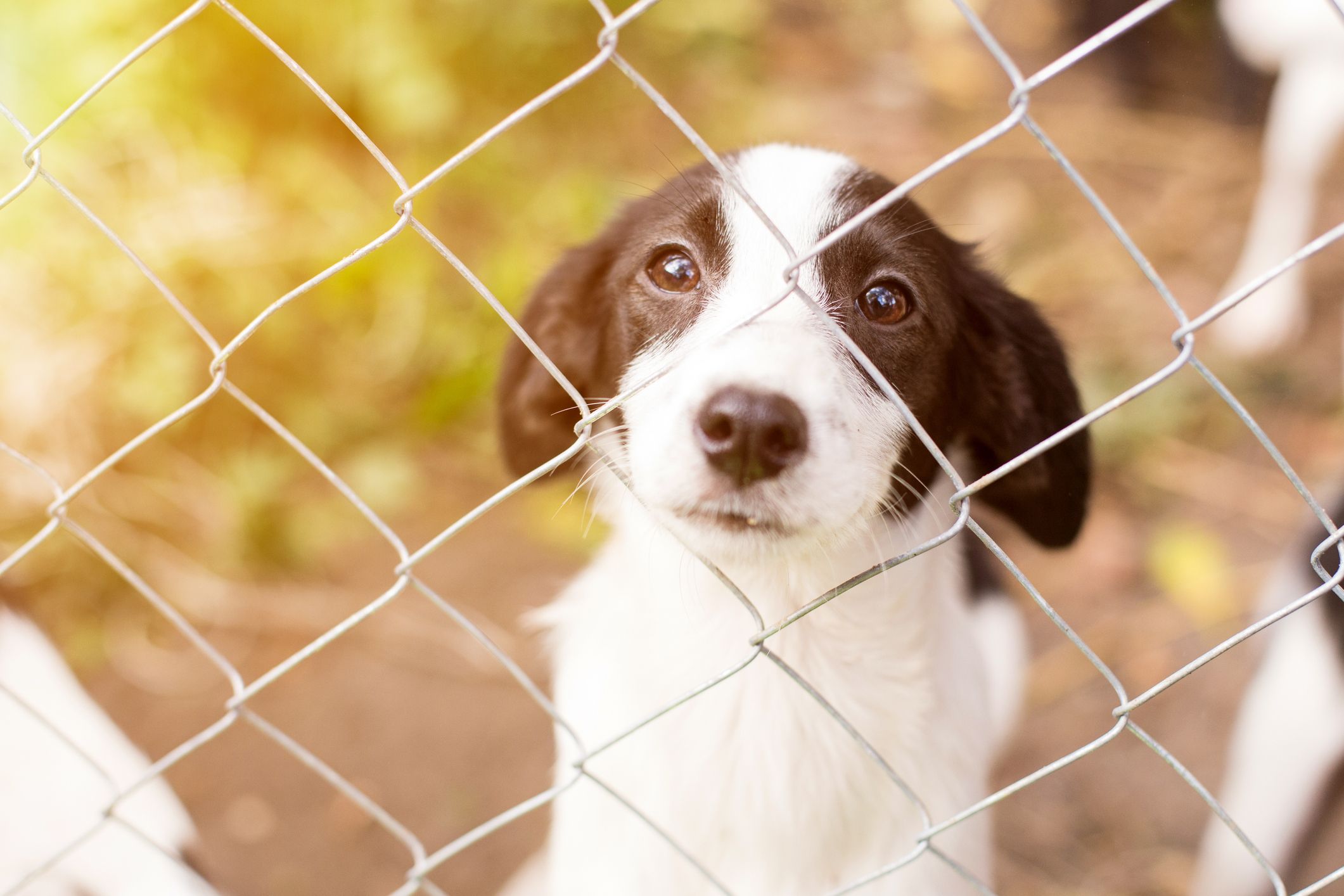 Adopter un animal en refuge : une belle rencontre, un vrai engagement