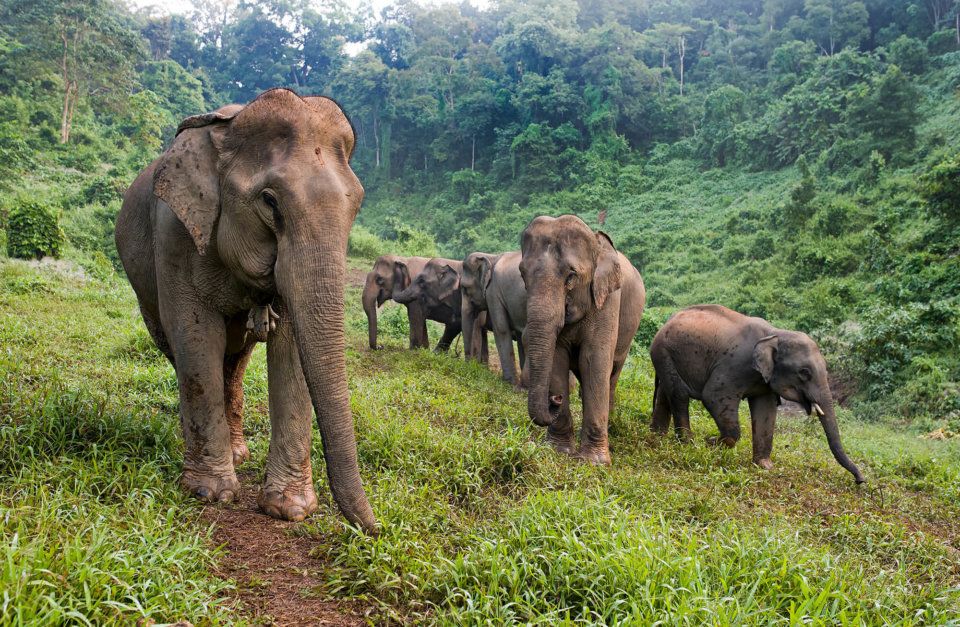 Les éléphants sont l'animal national du Laos