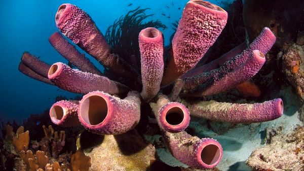 Les éponges sont les plus anciens animaux connus sur notre planète Terre. Photo d'illustration.