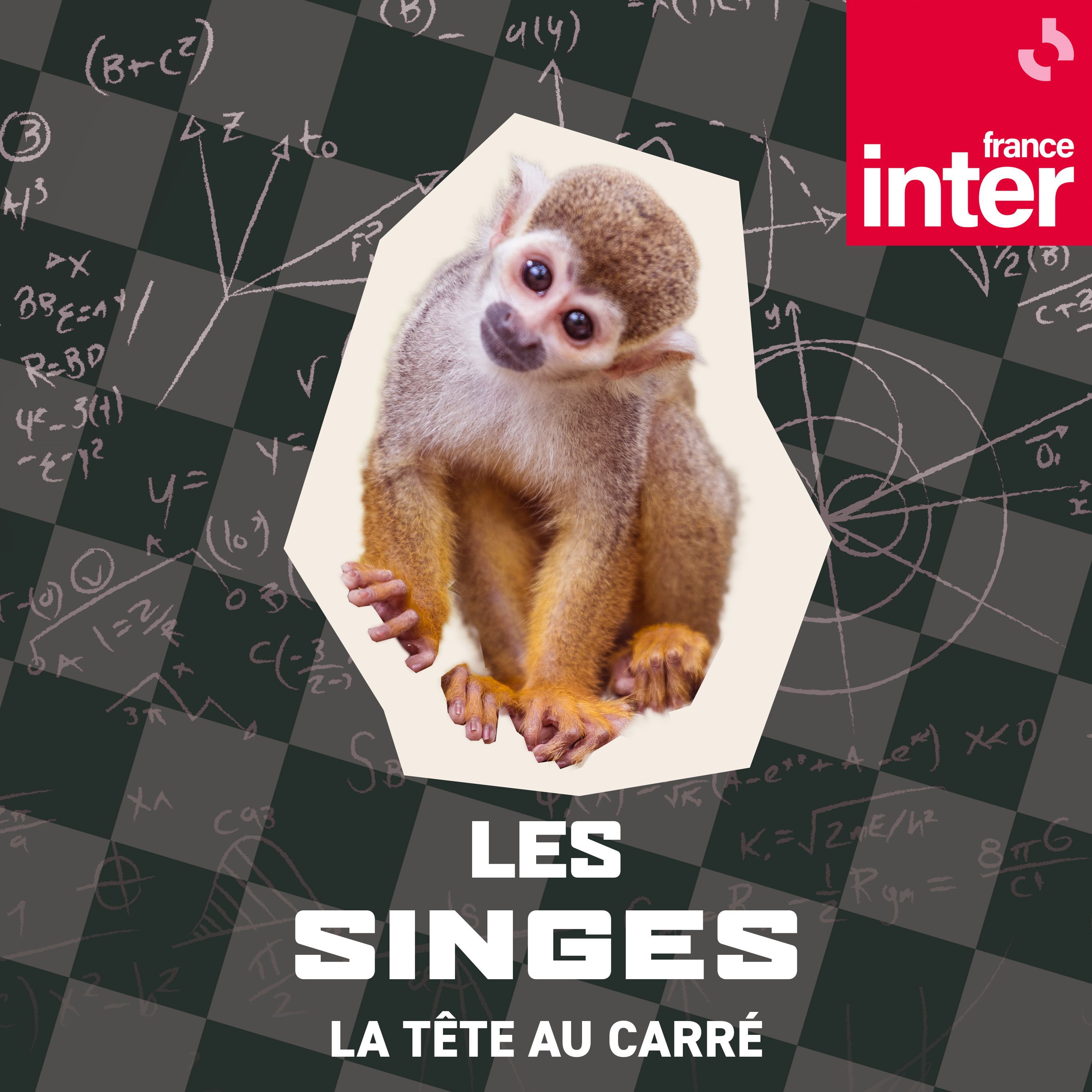 Les singes - carré