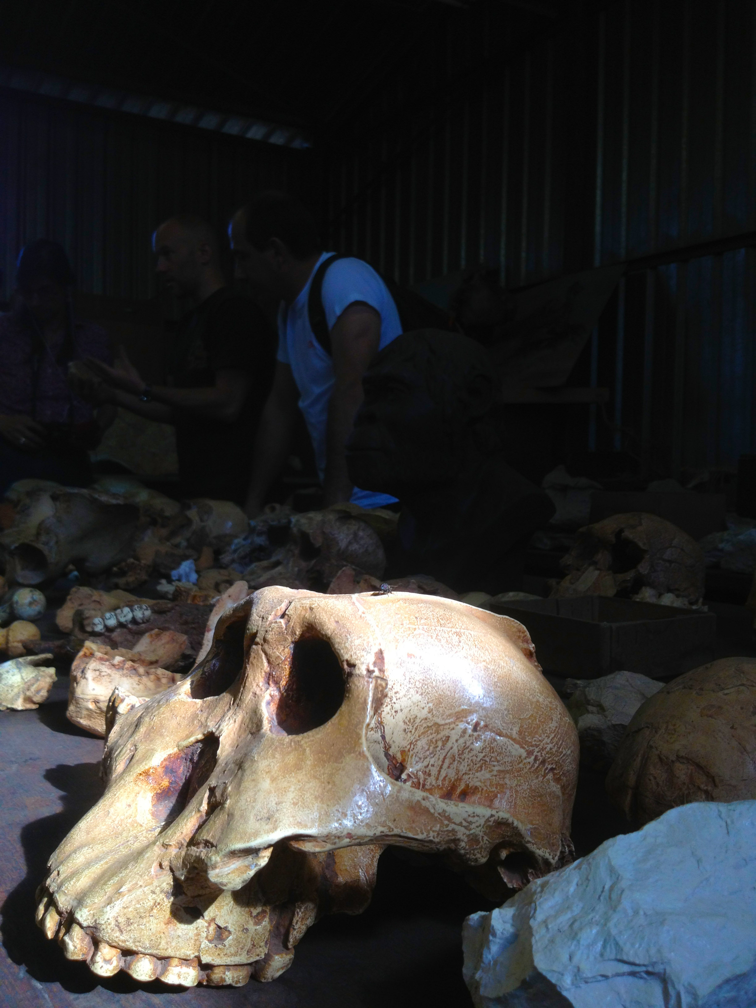 Dans les réserves de la grotte de Sterkfontein