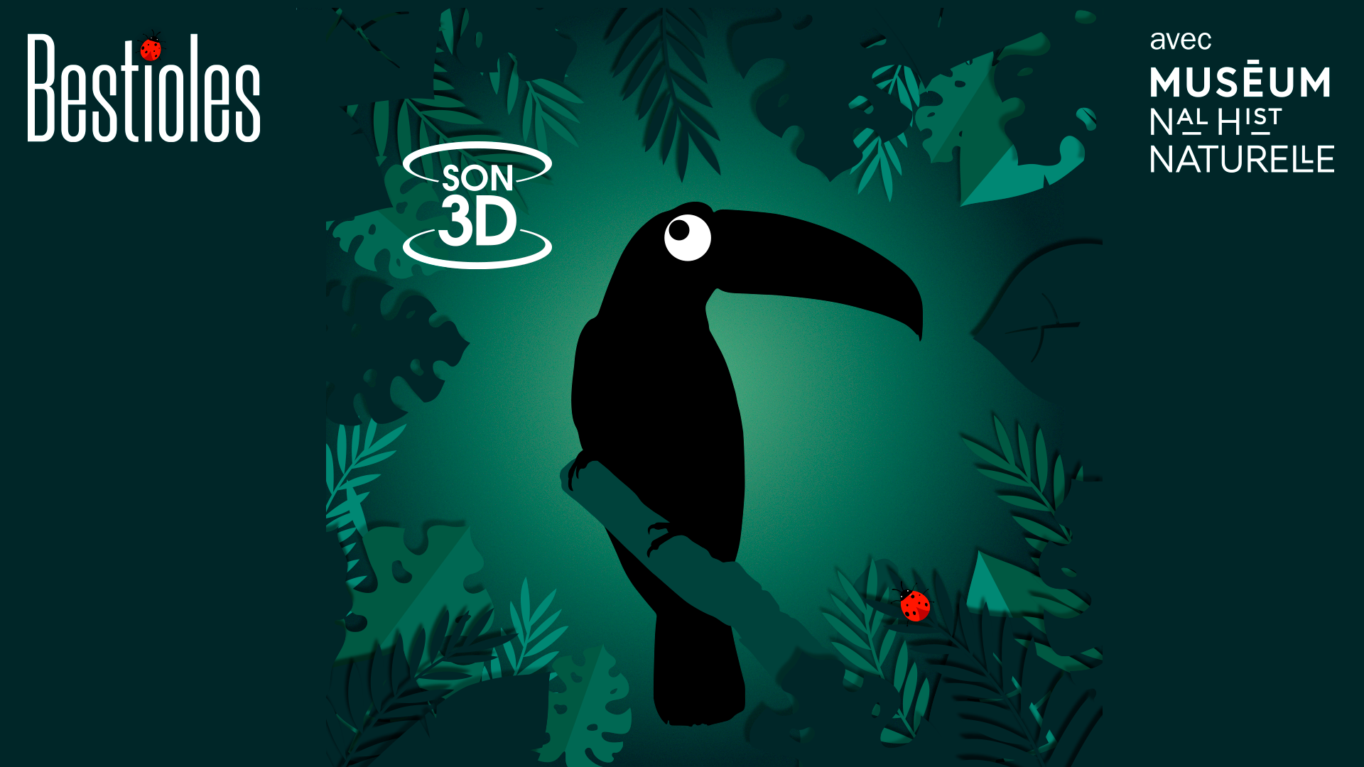 Bestioles, le toucan