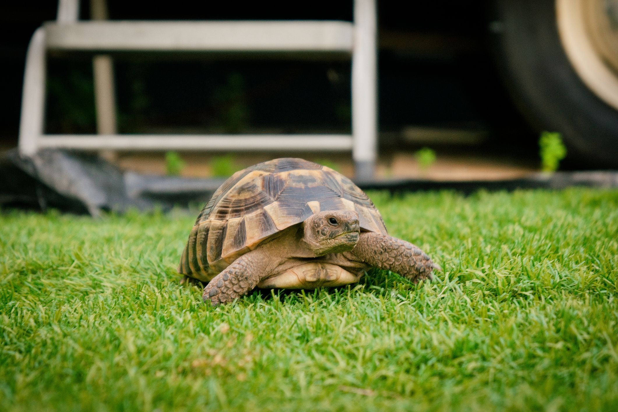 Comment bien préparer l’hibernation de sa tortue terrestre ?