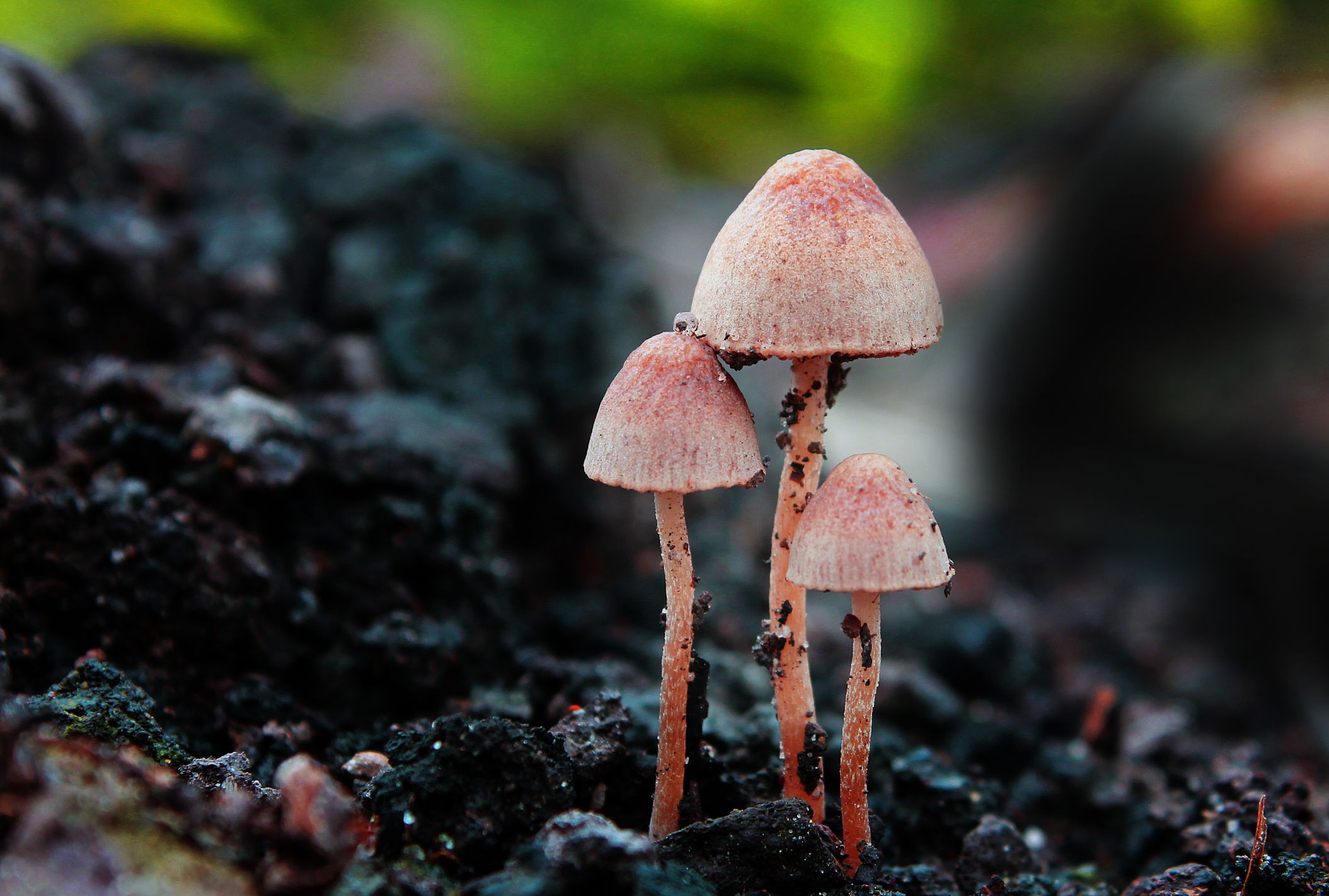 Les mycorhizes sont des héros méconnus du monde naturel qui remplissent une gamme étonnante de fonctions dans l’écosystème.