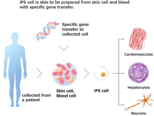 ir-ips-cells-1
