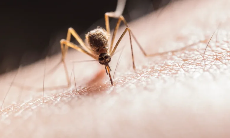 Photo of French authorities confirm first human case of Shamonda virus