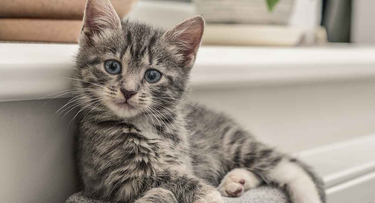 Image result for tabby cat