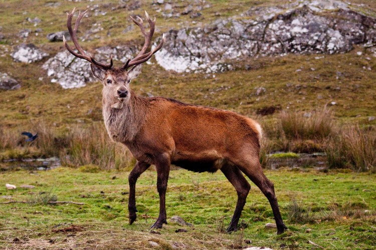 Red Deer Stag with antlers in a field during rutting season.