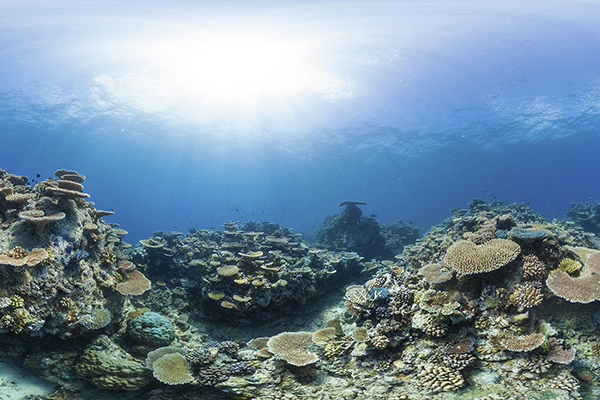 Home school with a virtual dive into the ocean Coral reefs