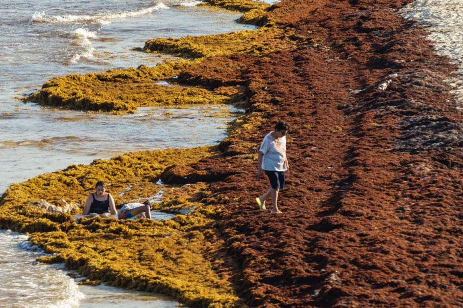 A phosphorus covered beach