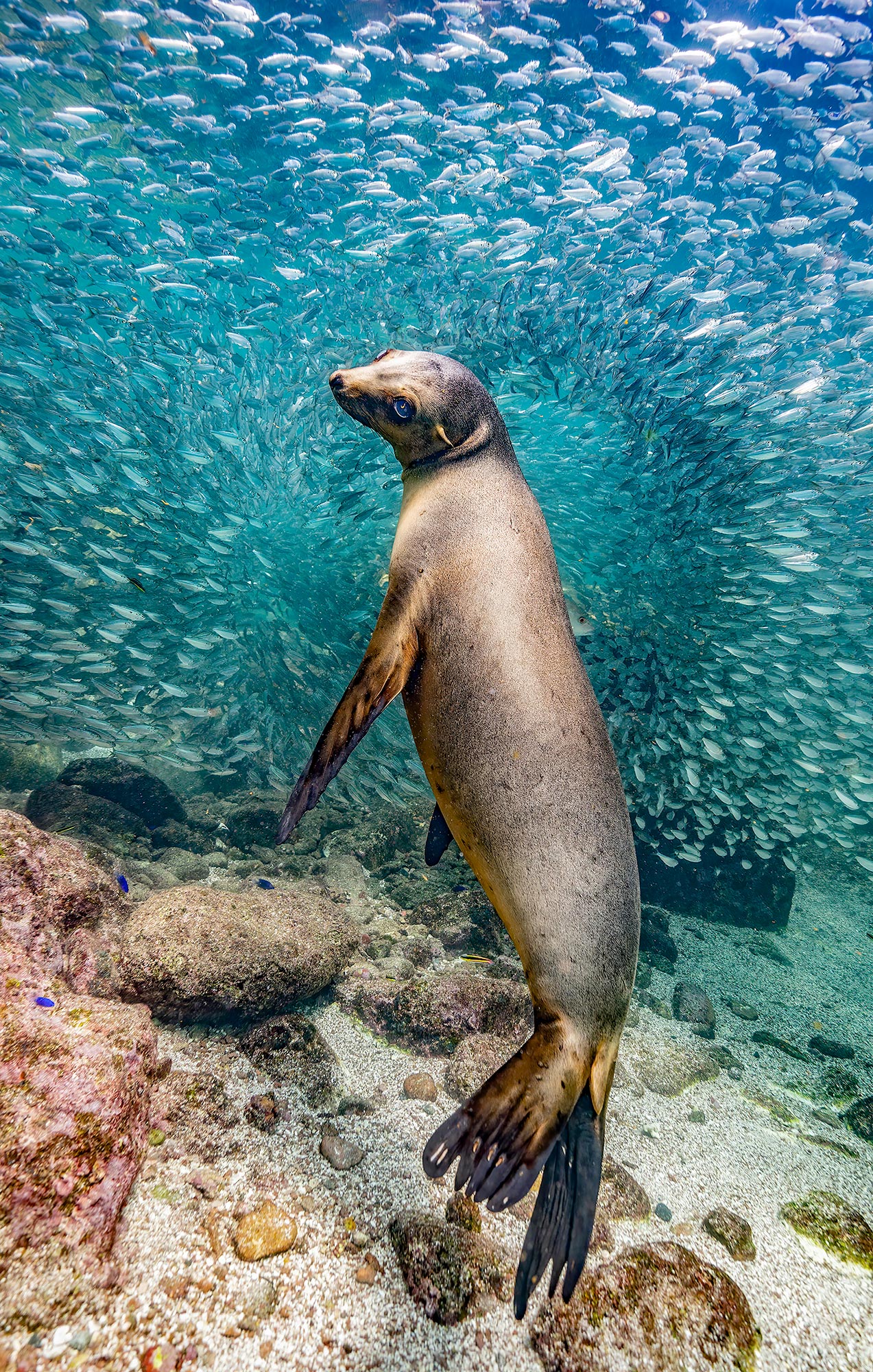California Sea Lion