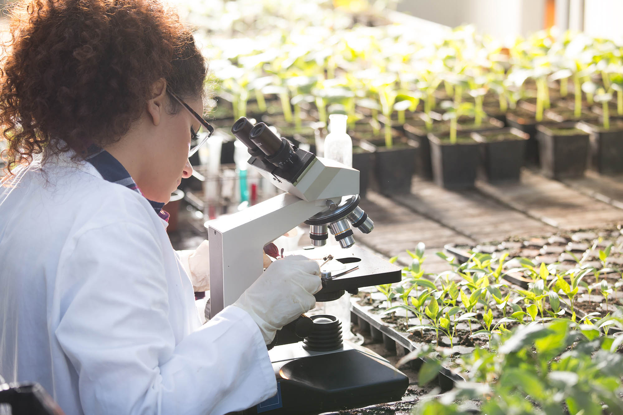 A woman scientist examining plant samples under a microscope in a greenhouse.