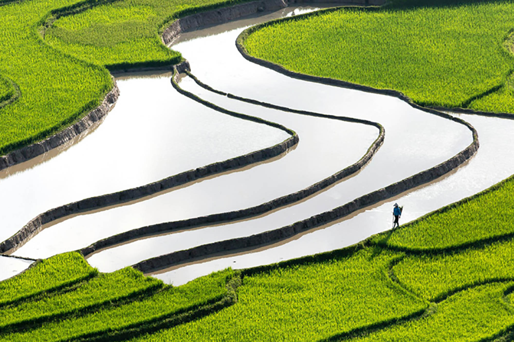 An aerial view of terraced rice fields.