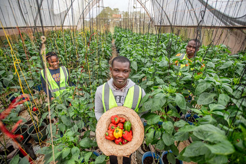 youth in vegetable garden
