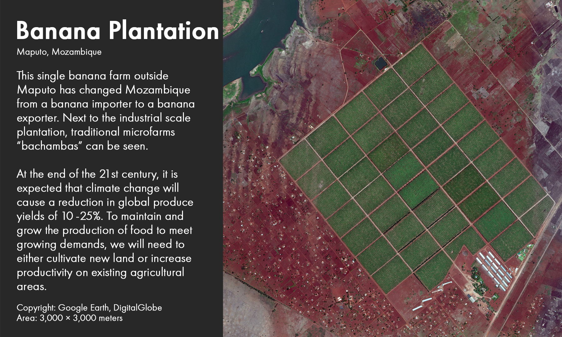 Banana Plantation​, Maputo, Mozambique​