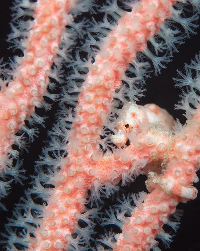 World Oceans Day 2024 poster