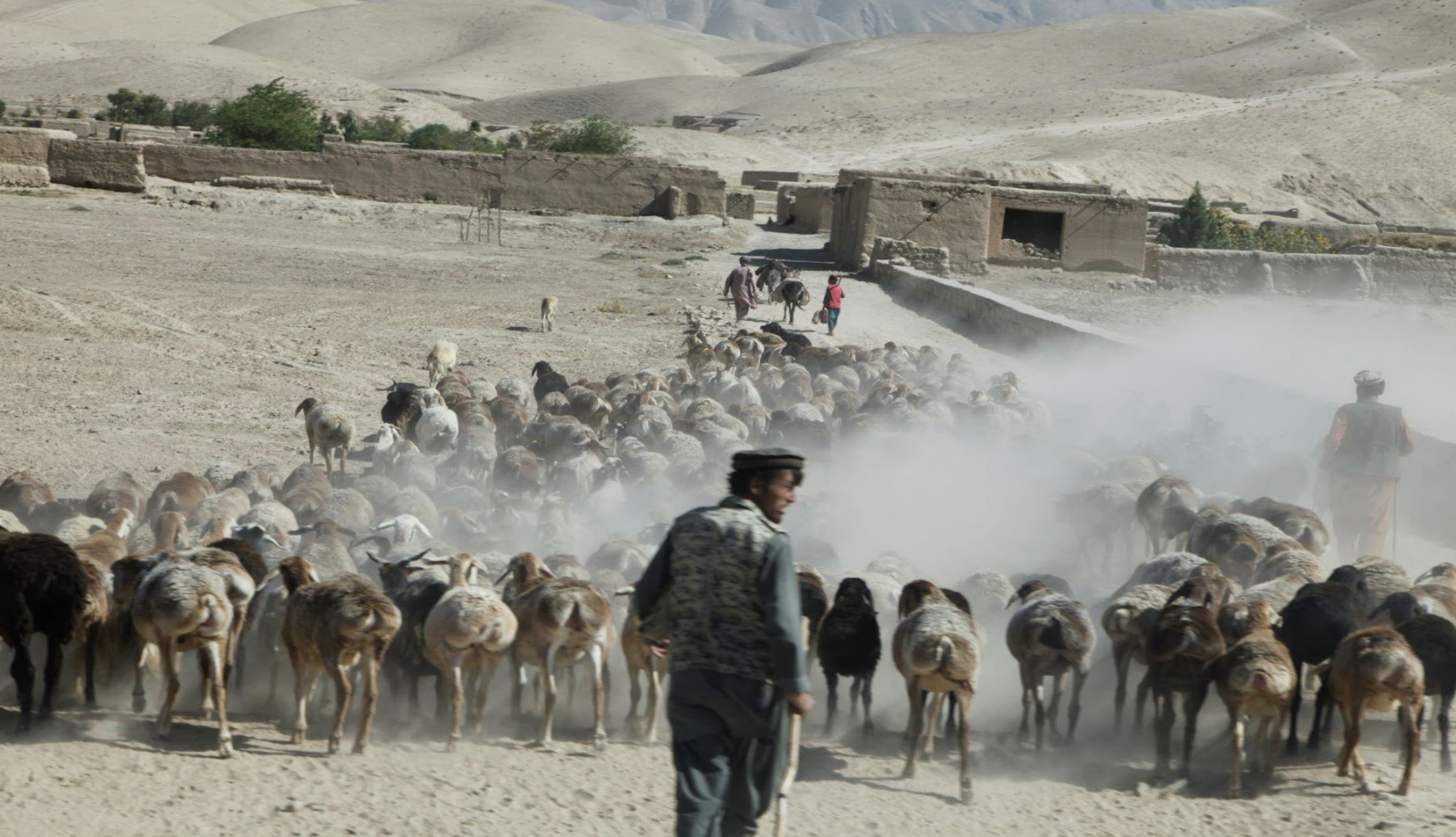 Desertification is affecting the majority of land in Afghanistan's northern, western and southern regions. A shepherd struggles to care for his herd in the drylands of Kunduz, north-eastern Afghanistan. Credit: Shamsuddin Hamedi/UNAMA