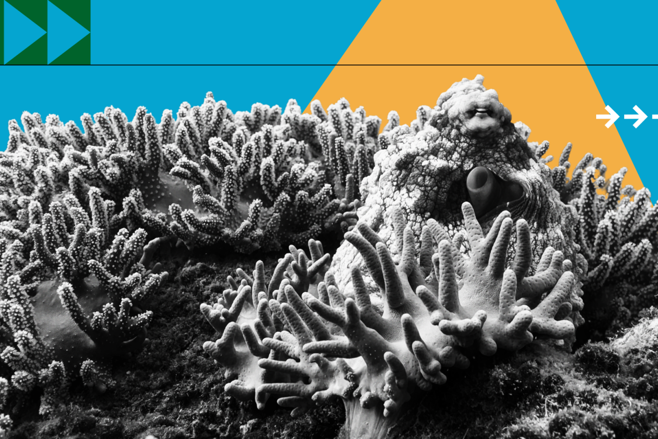 Ocean graphic of coral against a blue background