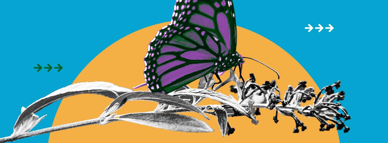 Photocomposition: a butterfly on the tip of a branch, representing biodiversity