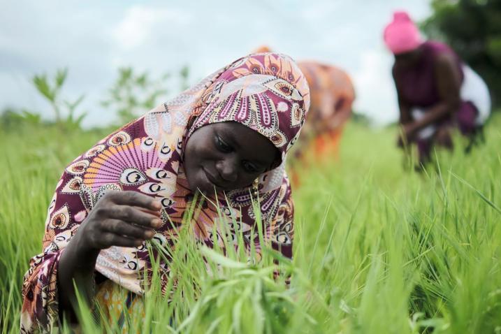 A woman working in a field of fonio.