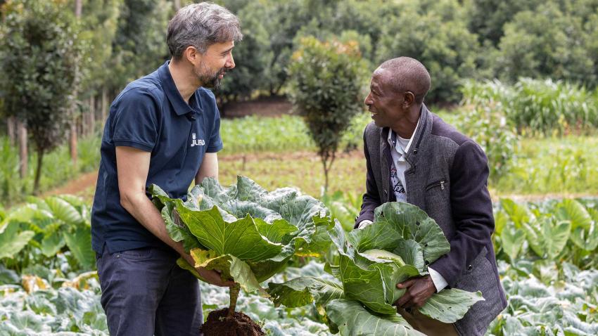 Alvaro harvesting cabbages with a farmer