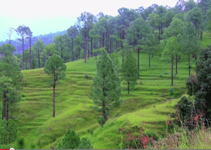 الهند: قوة إبر الصنوبر